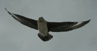 Skua