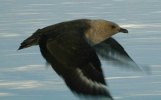 Skua